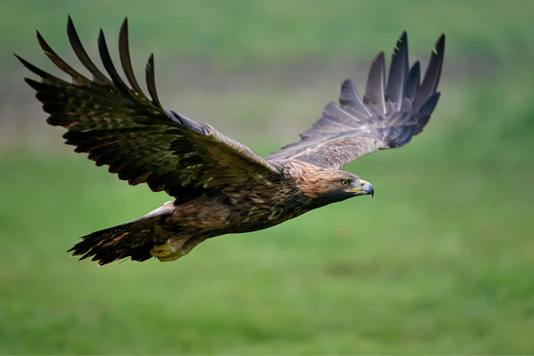 golden eagle flying, green grass blurred background