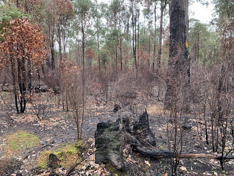 A burnt area of bushland.