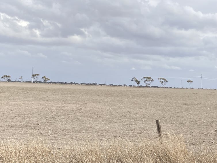 A dry pasture in western Victoria, with trees in the distance and grey clouds in the sky.