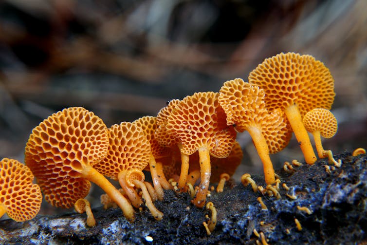 Bright orange mushrooms the texture of ping-pong paddles.