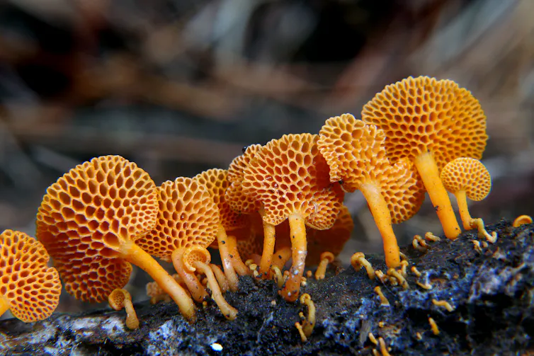 Bright orange mushrooms the texture of ping-pong paddles.