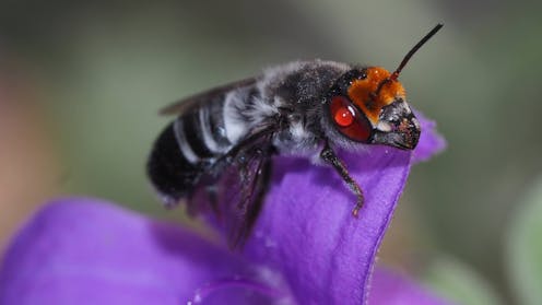 Australia’s native bees struggled after the Black Summer fires – but a world-first solution brought them buzzing back