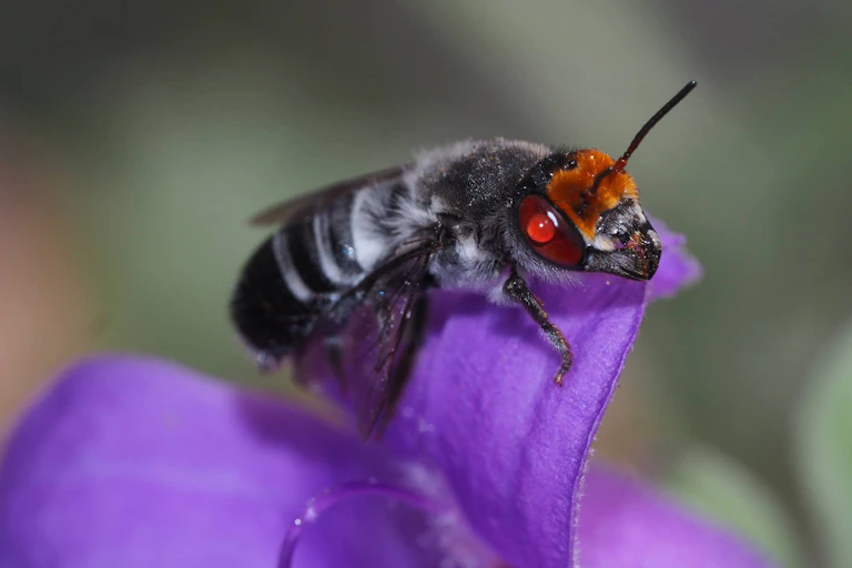Megachile aurifrons on Eremophila flower