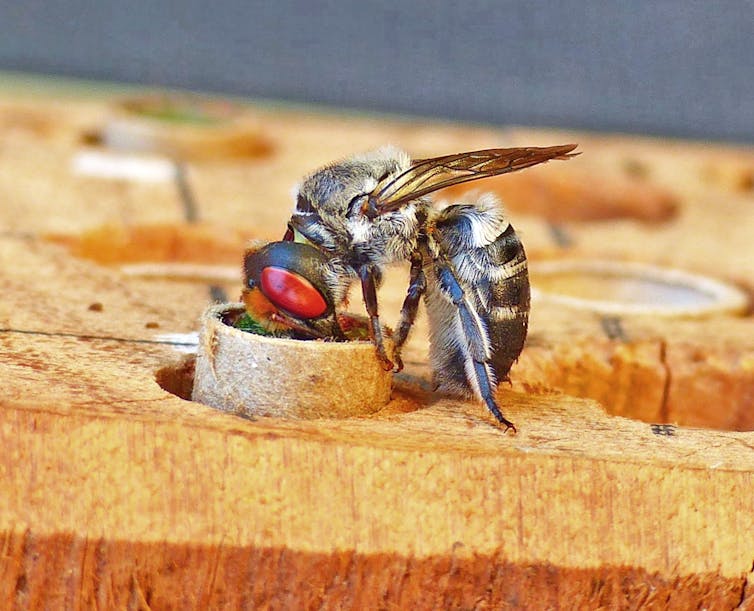 Two bees interacting at an opening on a block of wood.