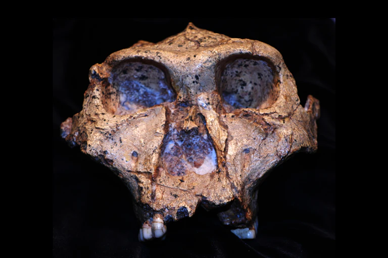 A fossilised human-like skull with teeth