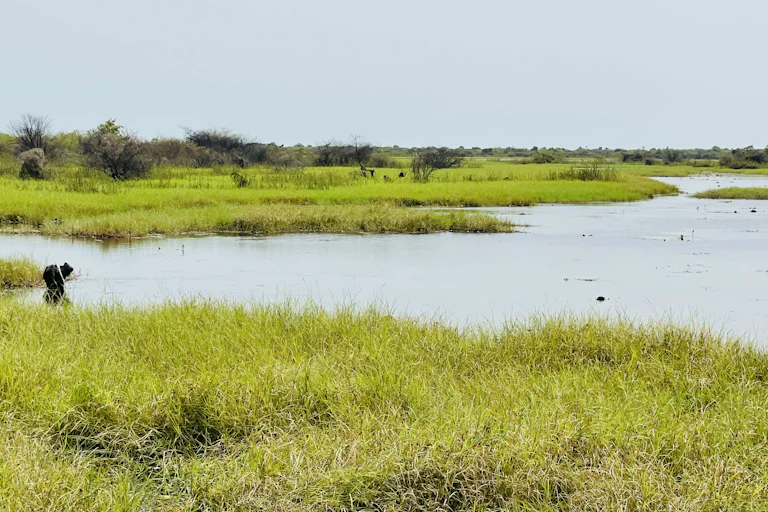 A lake surrounded by grass