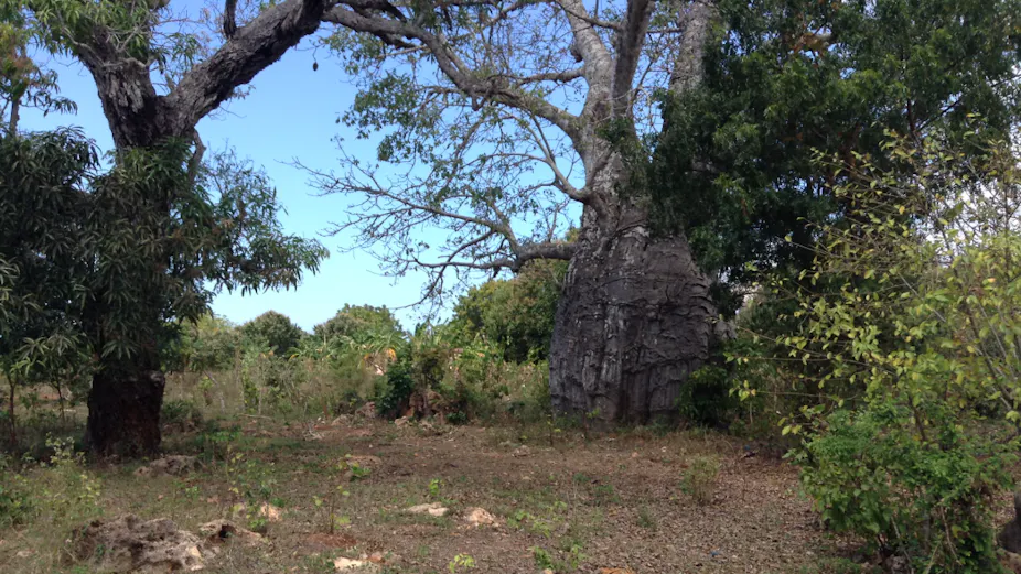 Zanzibar’s baobab trees used to be a valued part of society – drone ...