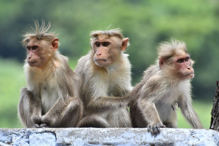 Three monkeys sitting near each other.