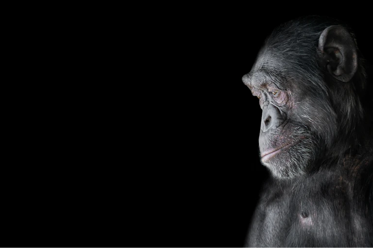 Pensive chimpanzee against black background