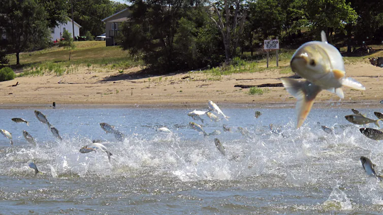 Invasive carp threaten the Great Lakes − and reveal a surprising twist in national politics – Environmental News Bits Invasive carp threaten the Great Lakes − and reveal a surprising twist in national politics – Environmental News Bits