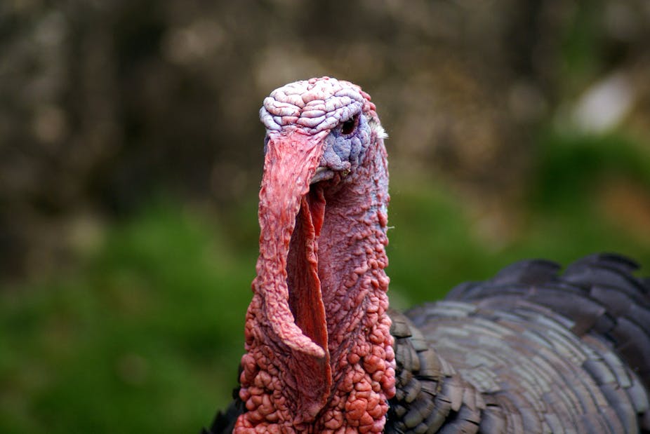 Get Into The Festive Spirit By Not Eating Turkey This Christmas How Many Turkeys Are Generally Consumed In The U.S. At Christmas?