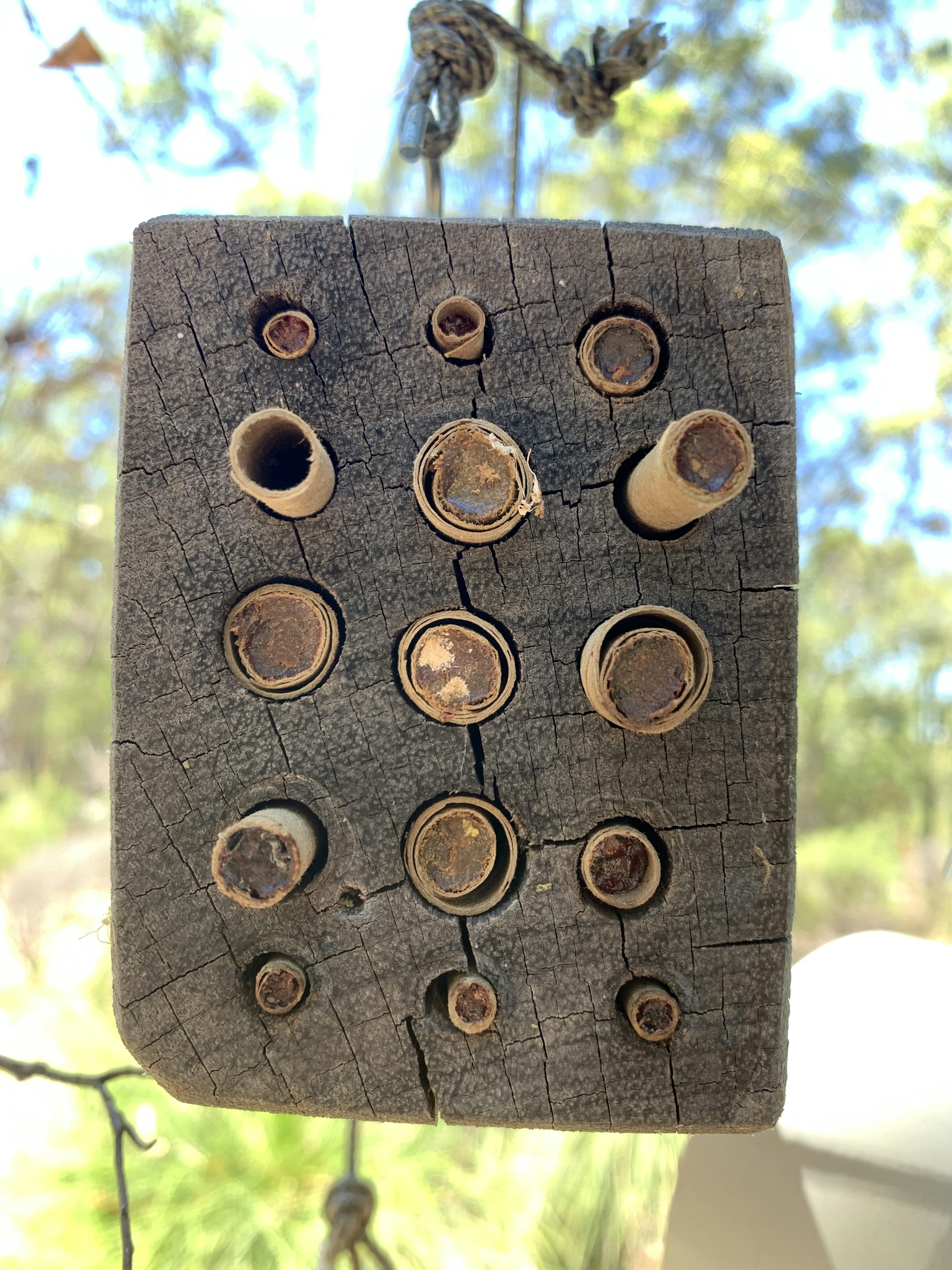 a block of wood studded with bamboo stems
