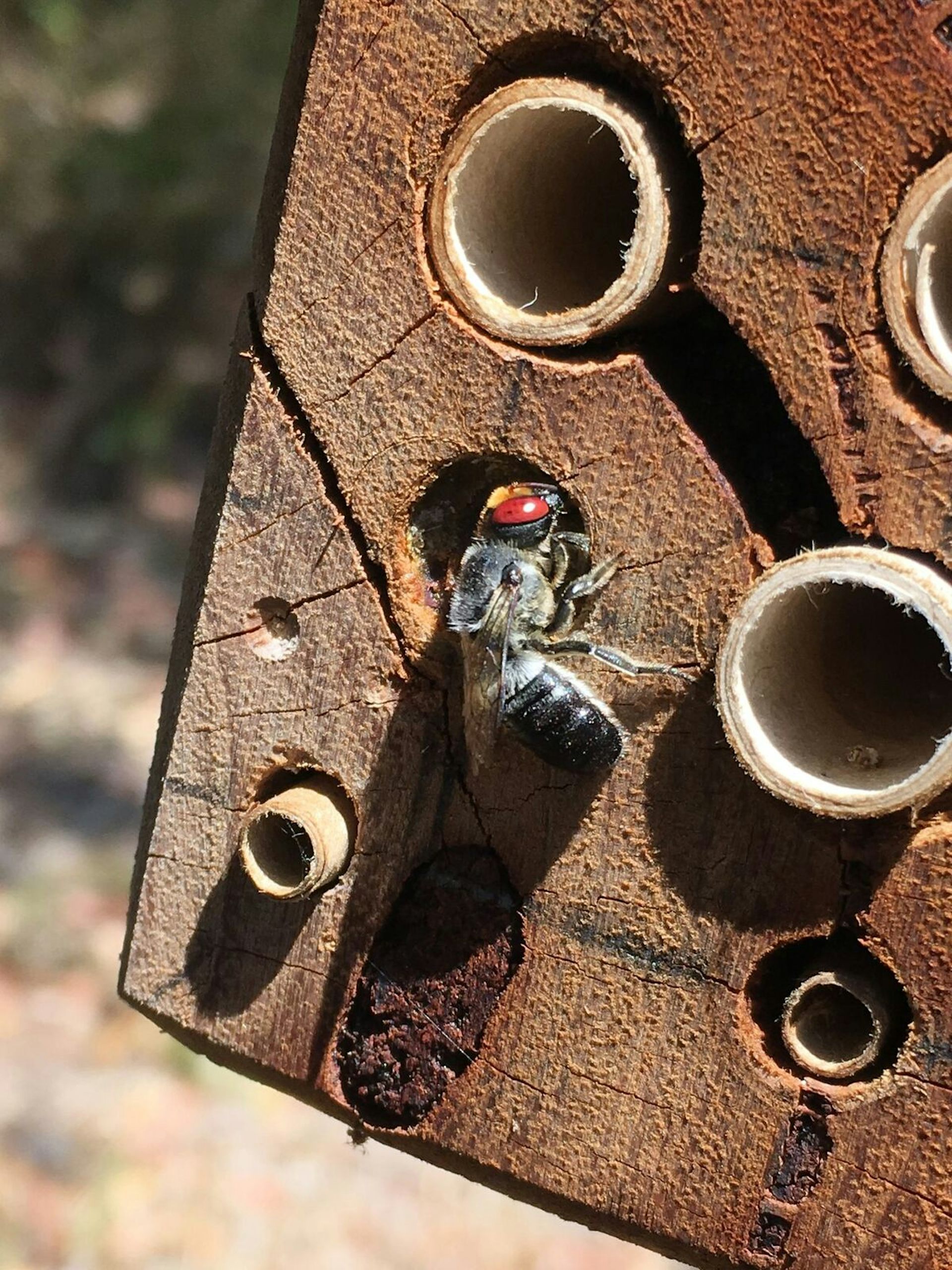 a bee hovering near a piece of wood.