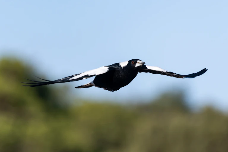 Australian Magpie swooping in spring
