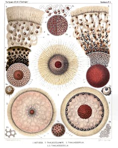 Plancton puede explorar el crimen, influye en el clima e influye en la ciencia 3 Ilustraciones de plancton