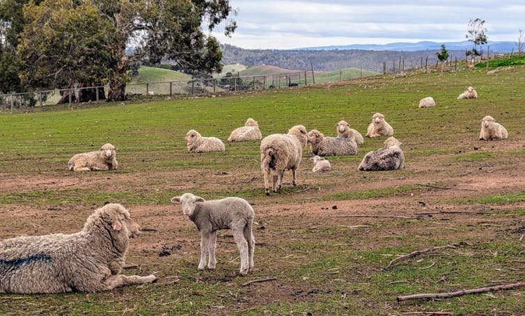 Sheep with lambs in bare but green paddocks in the Adelaide Hills.