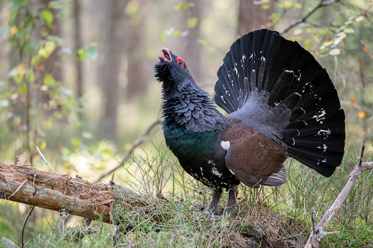 A chicken-sized bird with dark green, brown and grey feathers.