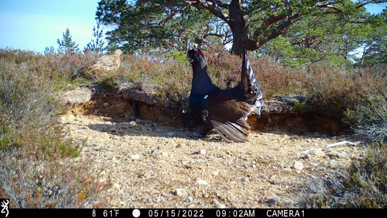 A chicken-sized bird displaying its colourful feathers to a female.