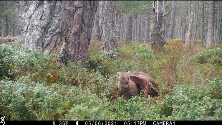 A pine near a deer carcass in the woods.