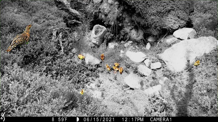 A black and white photo with a hen and chicks highlighted in colour.