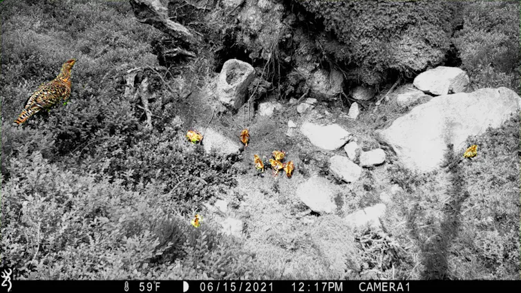 A black and white photo with a hen and chicks highlighted in colour.