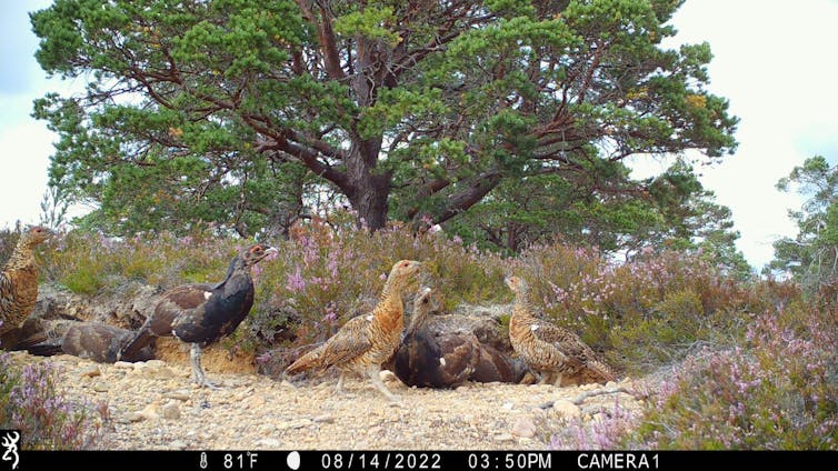 A mother capercaillie surrounded by adolescent birds.