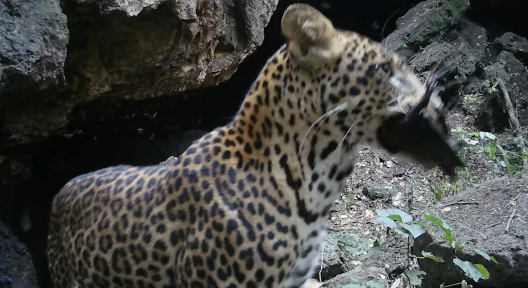 A leopard holding a bat in its mouth.