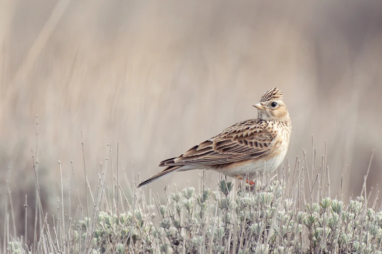 A small sandy-coloured bird.