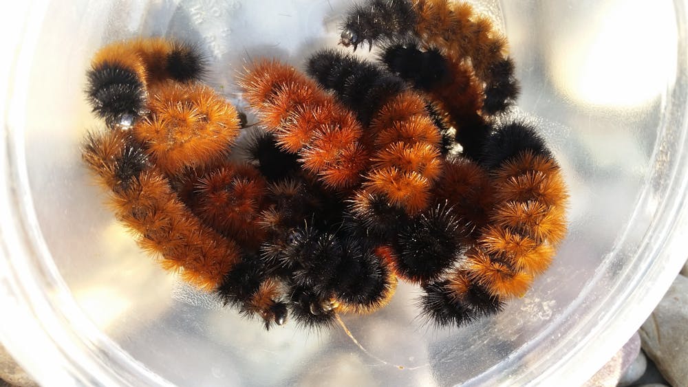 How wise is the woolly bear caterpillar’s wintry weather prediction?
