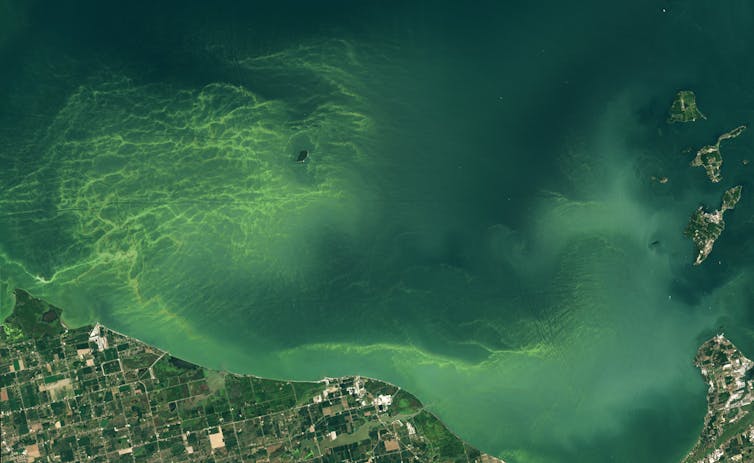 Toxic algae blooms are lasting longer in Lake Erie − why that’s a worry for people and pets – Environmental News Bits Toxic algae blooms are lasting longer in Lake Erie − why that’s a worry for people and pets – Environmental News Bits