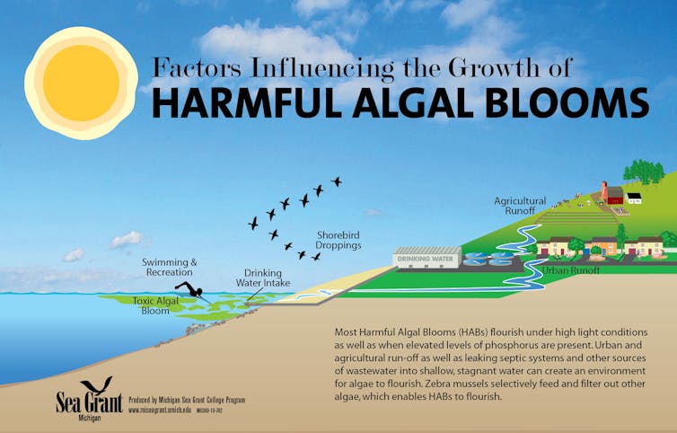 Toxic algae blooms are lasting longer in Lake Erie − why that’s a worry for people and pets – Environmental News Bits An illustration of algae bloom sources shows a farm field, city and large body of water.