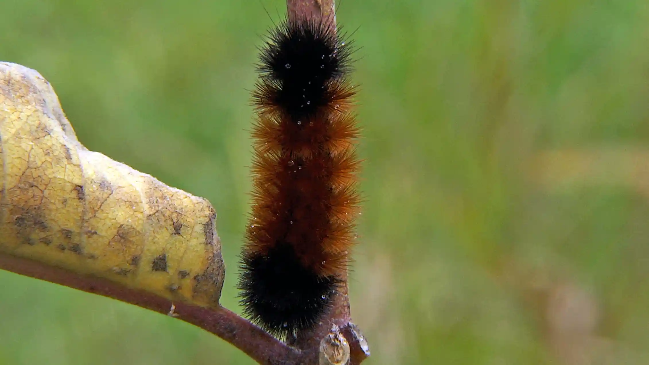 How wise is the woolly bear caterpillar’s wintry weather prediction?