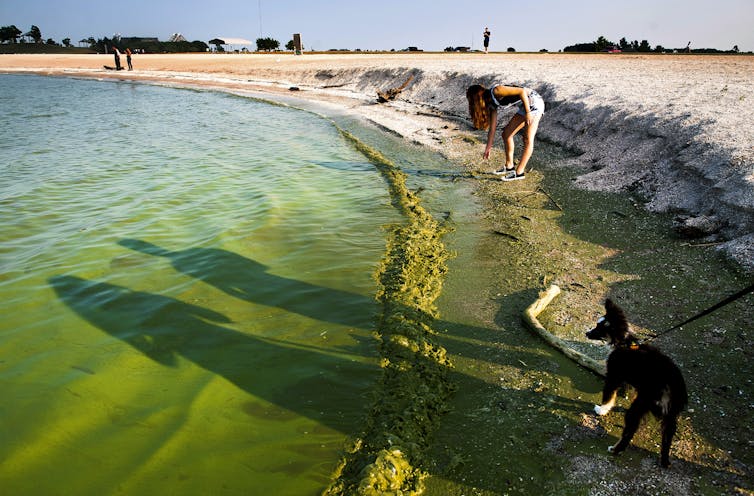 Toxic algae blooms are lasting longer in Lake Erie − why that’s a worry for people and pets – Environmental News Bits A young woman and dog walk along a shoreline with blue-green algae in the water.