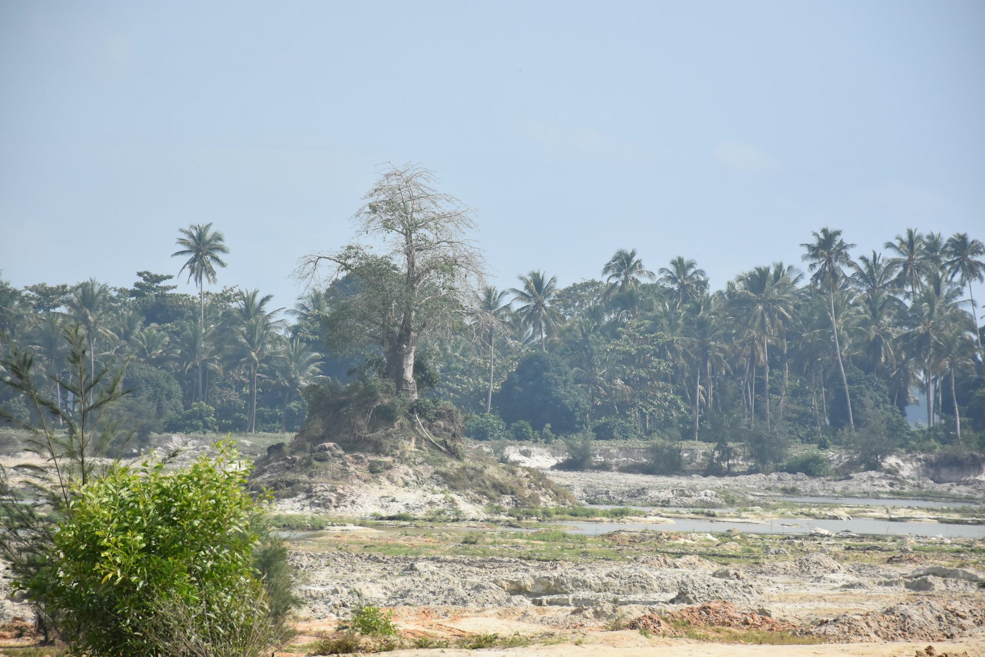 A baobab stands alone in a sandy area that has been stripped of vegetation.