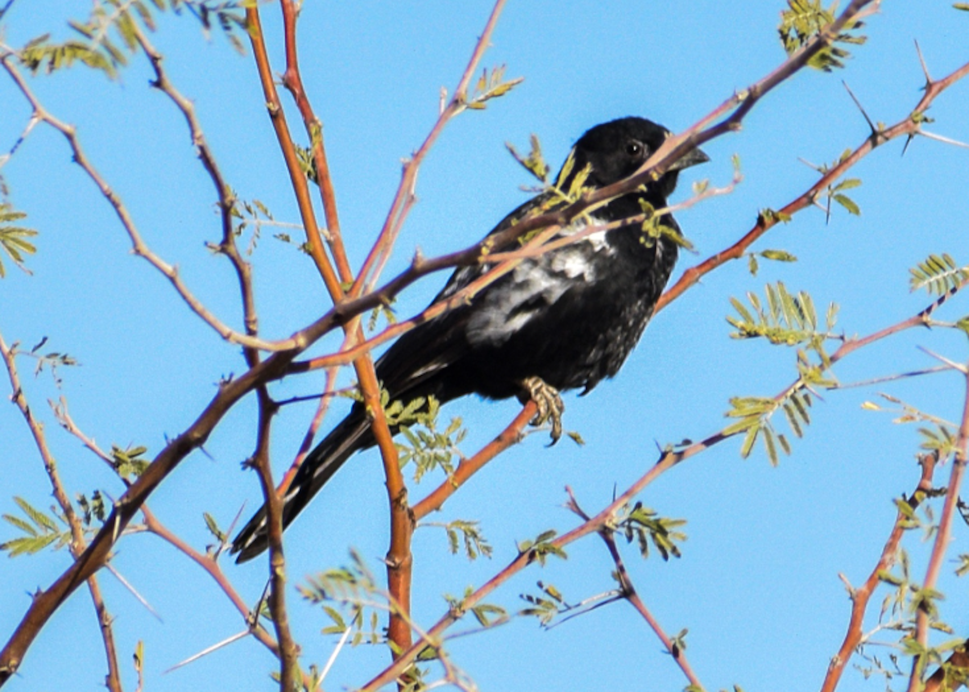A blackbird with some white feathers that have resulted from a genetic anomaly - very rare