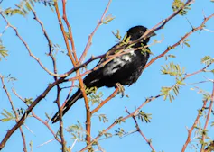 A blackbird with some white feathers that have resulted from a genetic anomaly - very rare