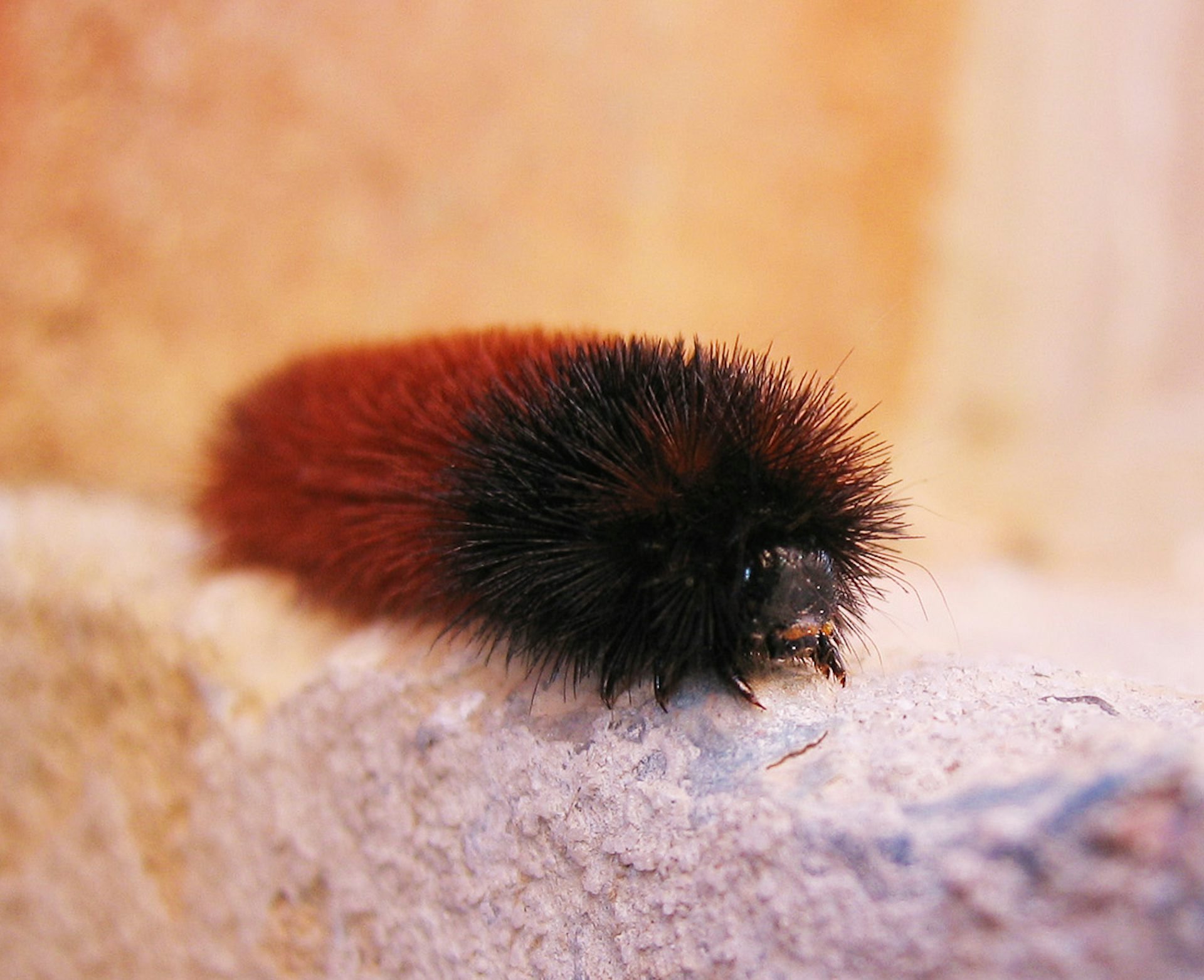 wooly teddy bear caterpillar