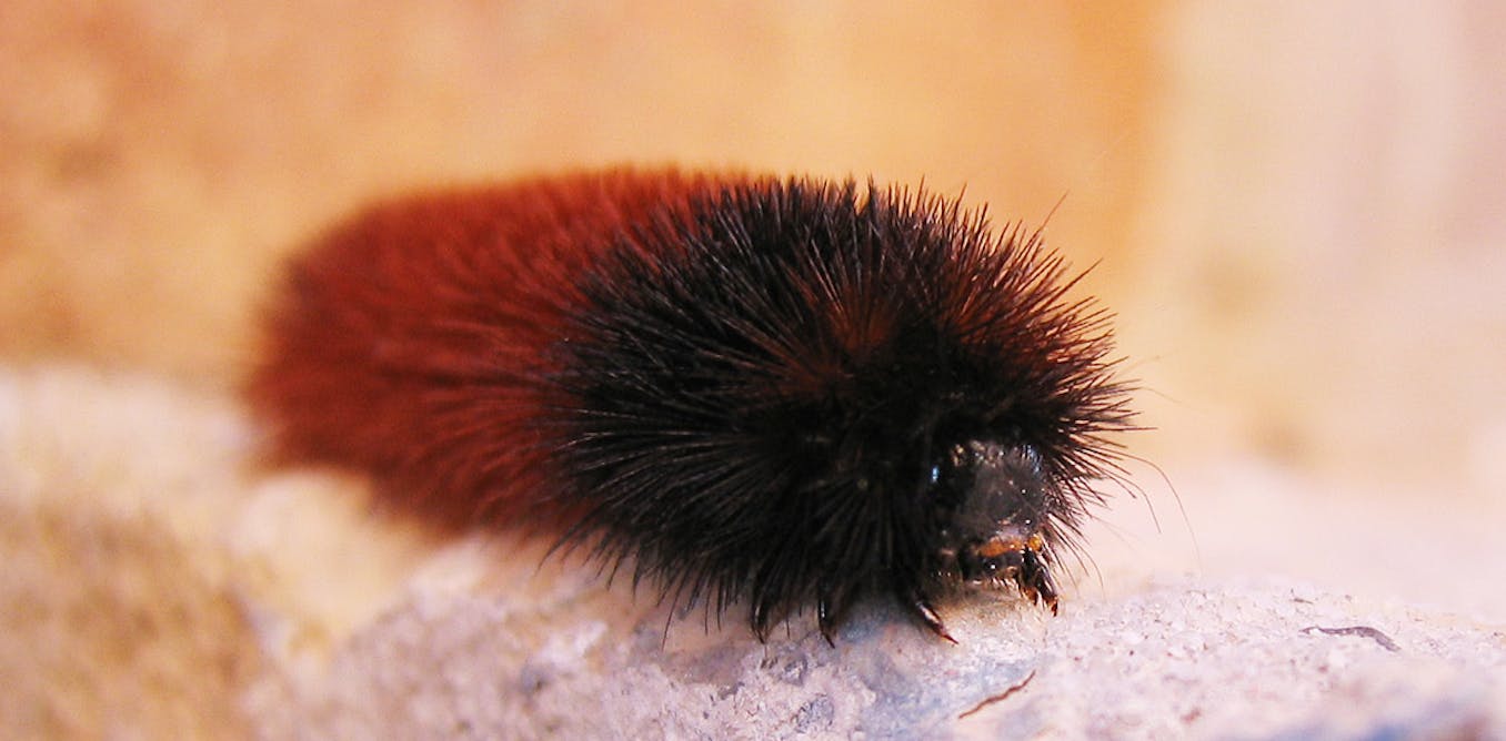 How Wise Is The Woolly Bear Caterpillar S Wintry Weather Prediction