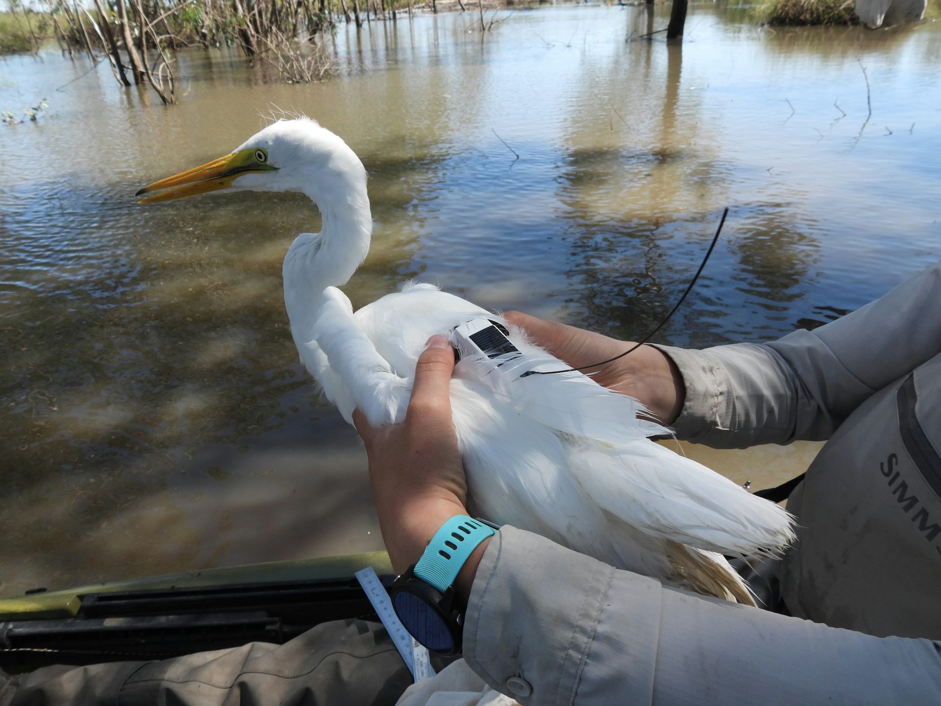 We used tiny sensors in backpacks to discover the extraordinary ways birds migrate to find water