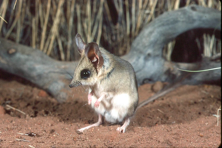 A very cute mouse-like animal in front of a fallen branch