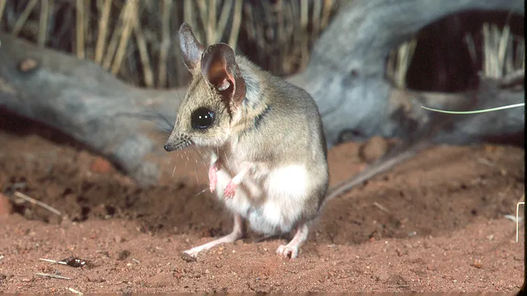 A very cute mouse-like animal in front of a fallen branch.