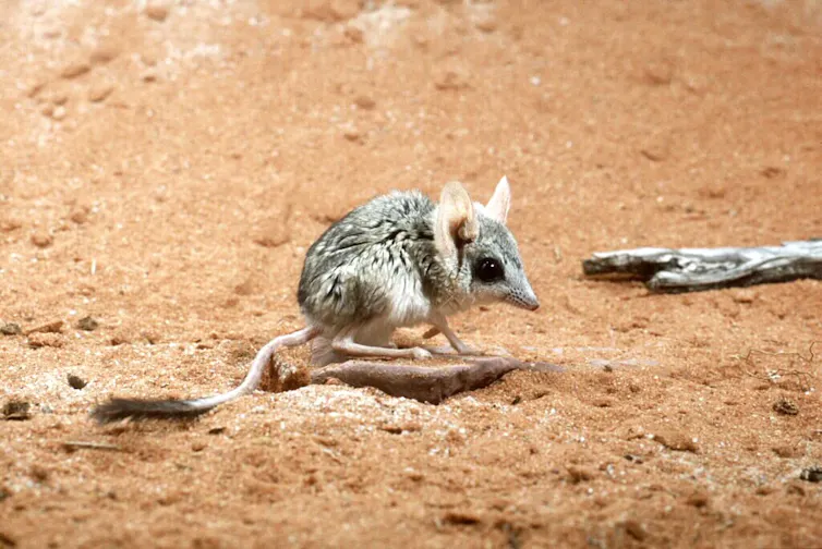 A small mouselike creature.