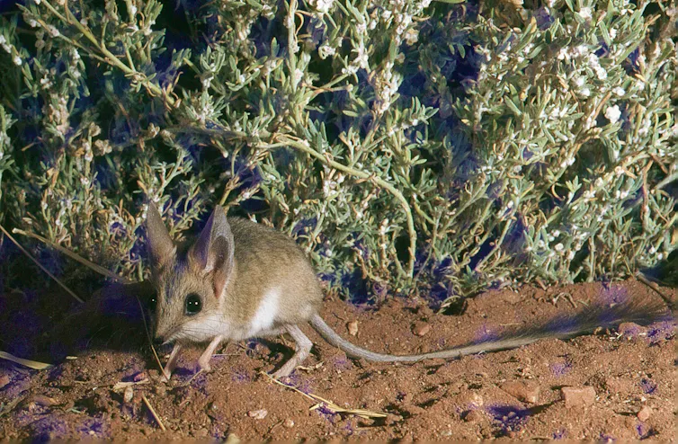A small mouselike creature.