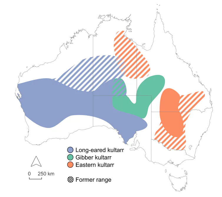 Map of Australia showing past and present ranges of the three species of kultarr.