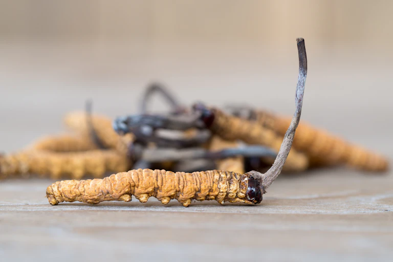 Une larve parasitée par un champignon appartenant au genre Ophiocordyceps, qui dépasse de son corps momifié.