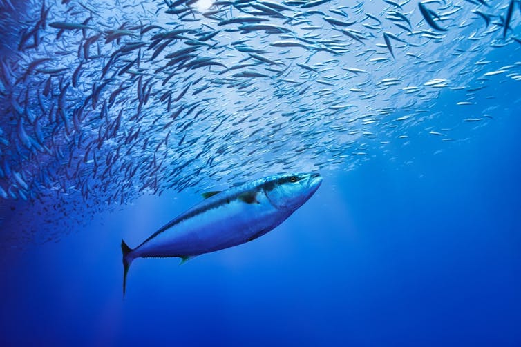 A large yellowfin tuna hunting smaller fish.