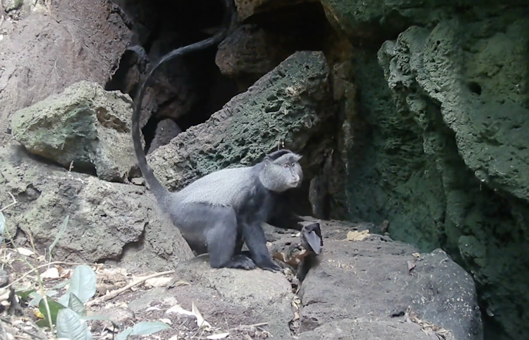 A blue monkey with a fruit bat.