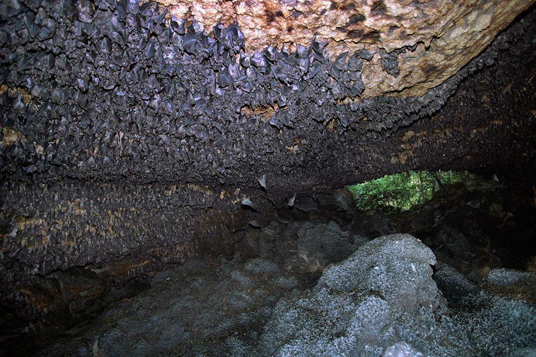 A swarm of bats at the mouth of a stone cave.