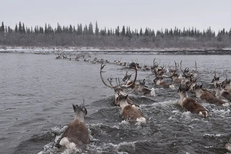 Caribou migrating
