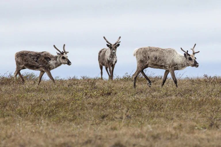 A group of Caribou on the tundra. One looks at the camera.
